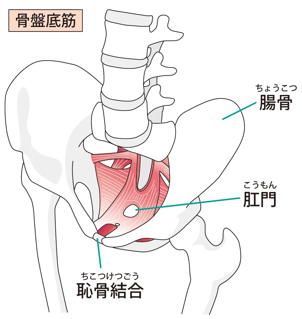 産後骨盤矯正の本物とニセモノ】の決定的な違いが明らかに！？ | 自由が丘の整体【ナチュラルカイロプラクティック院】